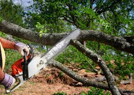 How Our Tree Care Process Works  in  Avon, OH