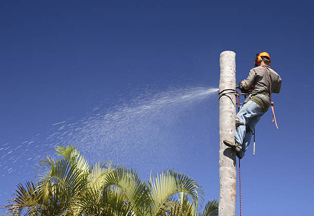 Best Leaf Removal  in Avon, OH